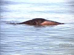 An image of The Lake Van Monster, from a video shot in 1997 by Unal Kozak of Van, Turkey. Click to see the video.