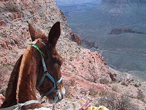 A mule with a view — of the Grand Canyon. Image © Beverly A. Pettit.