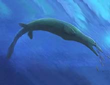 A mosasaur, a type of aquatic dinosaur believed to have become extinct at the end of the Cretaceous Period