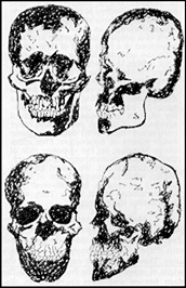 Male and Female Adult Adena Skulls