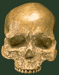 Cro-Magnon skull