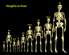 Comparative sizes of giants throughout history. Click to see a larger version.
